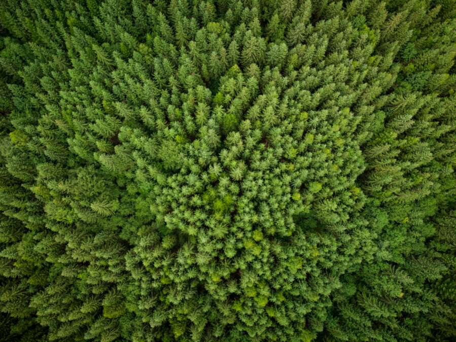 West Coast Tree Co. website background hero showcasing design